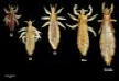 Head Lice Life Cycle