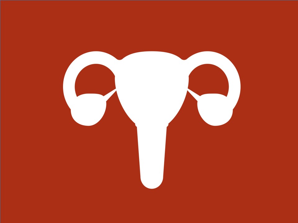 uterus