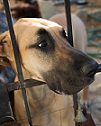 dog resting head on a fence