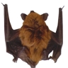 bat