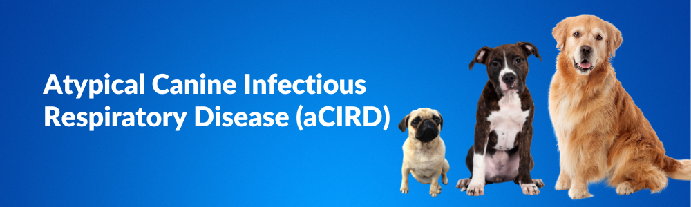 ACIRD Disease