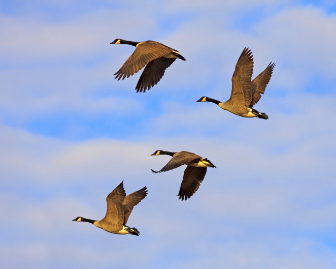 Geese flying